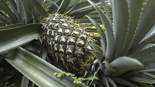 Pineapple growing on an organic farm in the Brazilian Amazon - pull back view