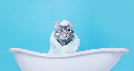 Funny wet gray tabby cute kitten after bath wrapped in towel with big eyes. Just washed lovely fluffy cat with soap foam on his head on blue background. Free space for text. Cat for advertising tape.