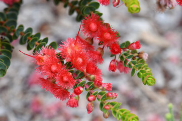 Red flowers of the Western Australian native Scarlet Feather Flower, Verticordia grandis, family Myrtaceae. Endemic to woodland and heath of WA. Common name comes from the fringed calyx