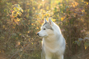 Portrait of gray and white siberian husky dog in the forest in autumn at sunset