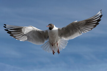 Black headed Gull in flight