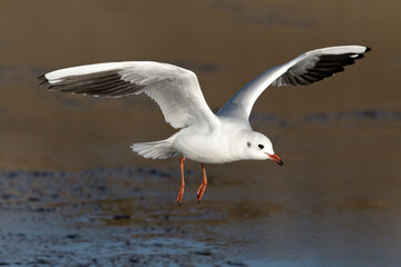 Black headed Gull