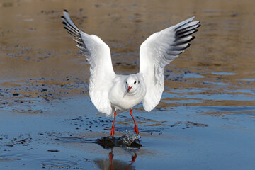 Black headed Gull