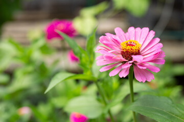 Obraz premium Pink flower in the garden. Red tsiniya Zinnia. Pink flower in the garden. Red tsiniya Zinnia