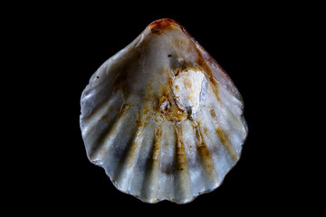 shell isolated on black