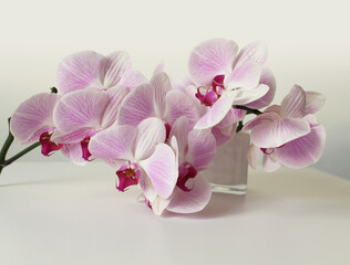 Fototapeta na wymiar Pink phalaenopsis orchid flower in white bowl in gray interior. Minimalist still life. Light and shadow nature background.