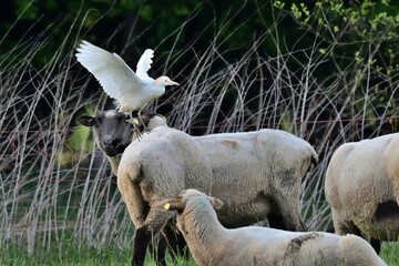 Ein Kuhreiher (Bubulcus ibis) landet auf dem Rücken eines Schafes.