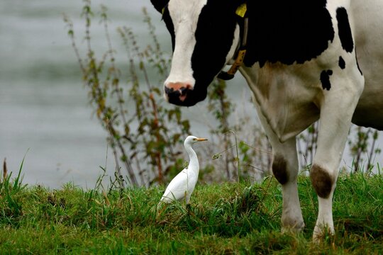 Ein Kuhreiher (Bubulcus ibis) vor einer Kuh.