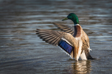 Male Mallard showing off his colours