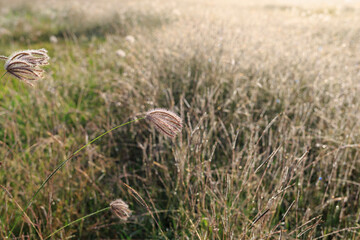 the meadow under the bright sunlight in the morning