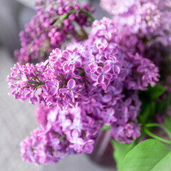 Fototapeta premium Purple lilac flowers blossom in garden, spring background