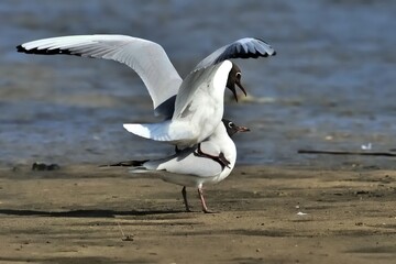 Lachmöwen (Chroicocephalus ridibundus) bei der Kopulation.