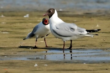 Lachmöwen (Chroicocephalus ridibundus) bei der Balz.