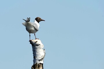 Obraz premium Lachmöwe (Chroicocephalus ridibundus) auf eimem Birkenstamm.