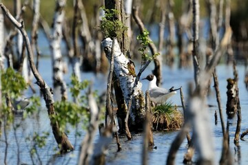 Brütende Lachmöwe (Chroicocephalus ridibundus) in der Kolonie.