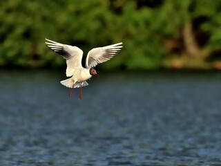 Lachmöwe (Chroicocephalus ridibundus) im Flug.