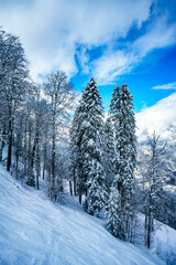 winter panorama of mountain forest with snow covered fir trees