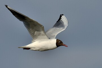 Lachmöwe (Chroicocephalus ridibundus) im Flug.