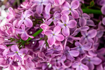 Purple lilac flowers blossom in garden, spring background