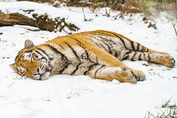 Tiger lying in the snow. Beautiful wild siberian tiger on snow
