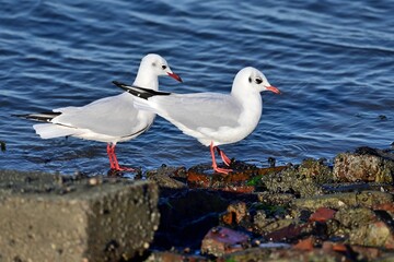  Ein Paar Lachmöwen (Chroicocephalus ridibundus) an der KÜste.