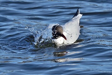 Lachmöwe (Chroicocephalus ridibundus) beim Bad.