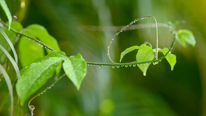 Water droplets on wet branch after rain