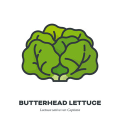 Butterhead lettuce vector icon, filled outline style illustration