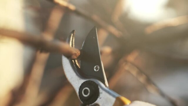 prune a fruit tree in winter video