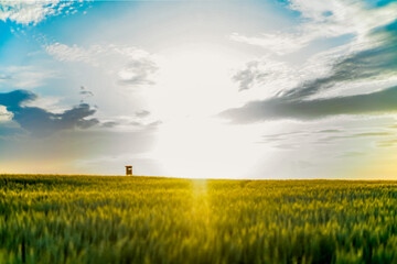 Feld im Sonnenuntergang