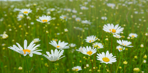 closeup camomile flowers on green field