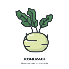 Kohlrabi vegetable icon, filled outline style vector illustration