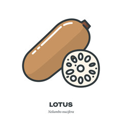 Lotus root and cross-section icon, filled outline style vector illustration