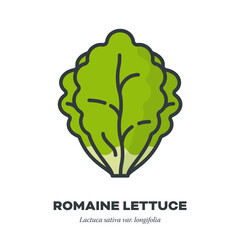 Romaine lettuce icon, filled outline style vector illustration