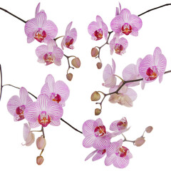 Set of several branches of bright orchid isolated on white