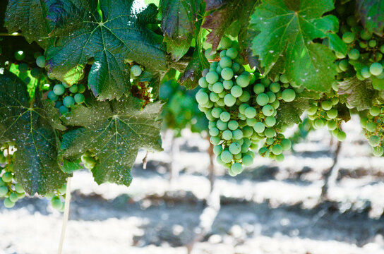 Ramo de uvas blancas. Vi&ntilde;edo Mendoza Argentina oto&ntilde;o.	
