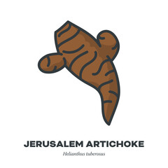 Jerusalem Artichoke or Topinambur vegetable icon, filled outline style vector illustration