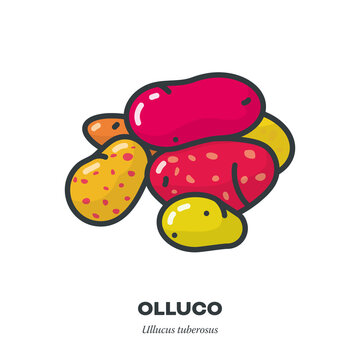 Variety of colourful Ullucus tubers vegetable vector line icon
