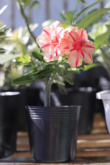 pink porcelain flower, rose