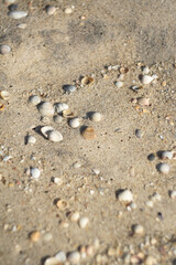 Shells on sand beach, selective focus. Sea sand and shells texture. Background of seashells and sea sand for a post, screensaver, wallpaper, postcard, poster, banner, cover, website