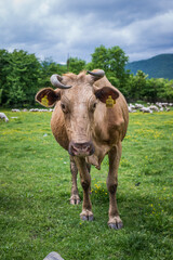 Brown cow standing on a field in grass. 