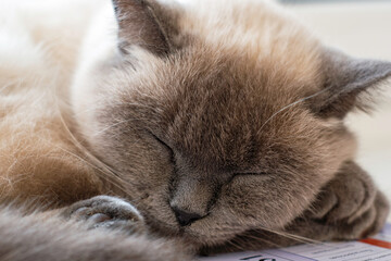 Fototapeta premium a cat sleeping by the window on a wall calendar