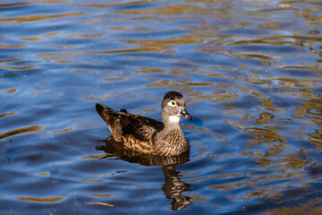 Female Wood Duck (Aix sponsa) in breeding plumage. 