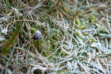 Ein sehr kleiner Pilz und Gras mit Reif bedeckt