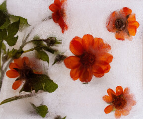 Fototapeta premium orange flower, flowers in ice, frozen flowers, garden flowers