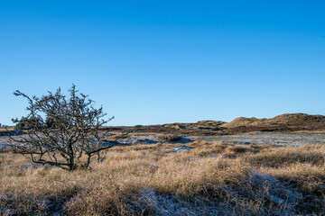 Blick über die Landschaft im Naturschutzgebiet Morsum Kliff mit krüppeligen Bäumen in der Sonne im Winter, Insel Sylt