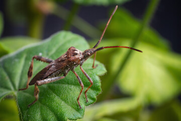 Western Conifer Seed Bug Leptoglossus occidentalis on a green leaf