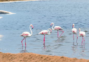 African flamingos in the lagoon