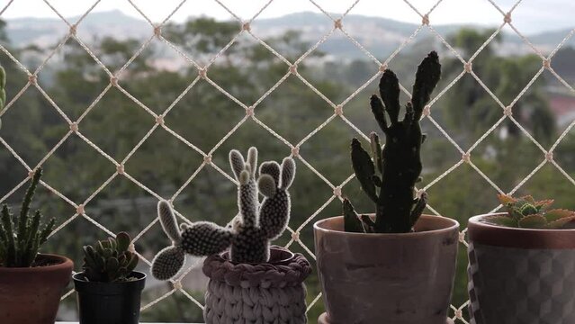 Suculentas e cactos na janelas chovendo