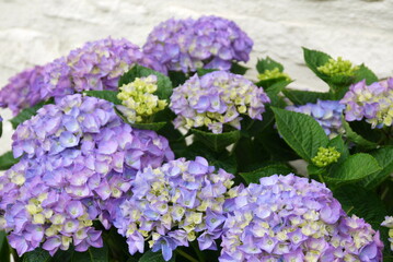 Hortensia bleu fleuri